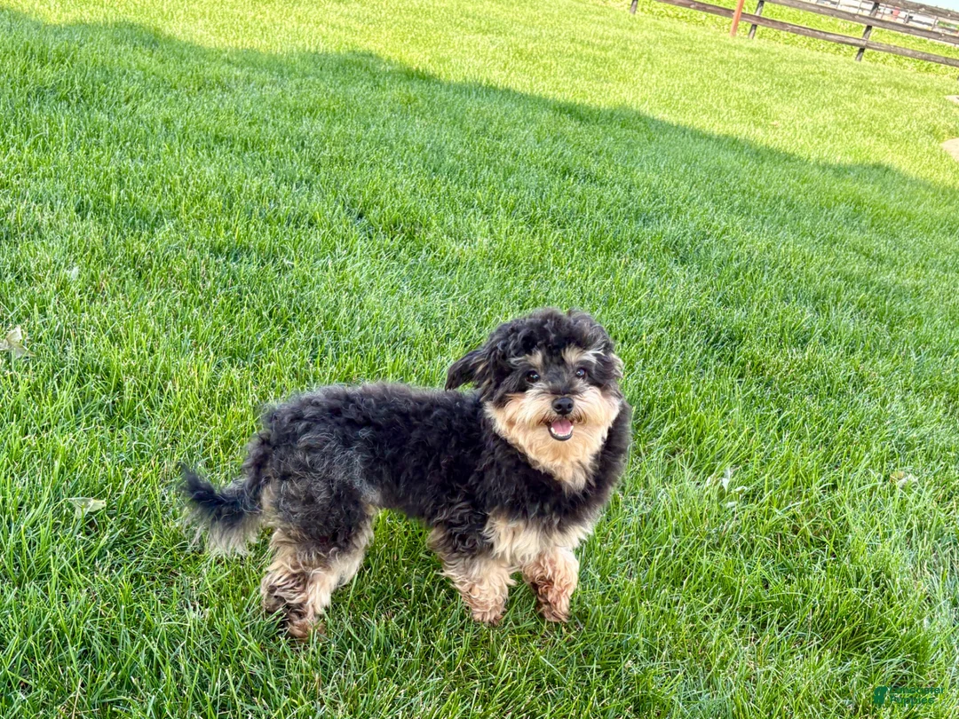 Havapoo dogs for sale: Havapoo - Ad 9