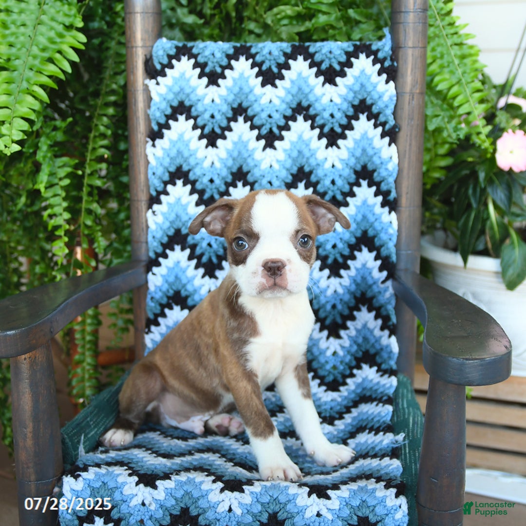 Boston Terrier dogs for sale: Tucker - Ad 5