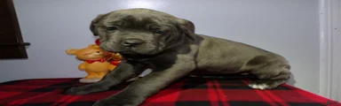 Cane Corso Puppy 3 Rachell