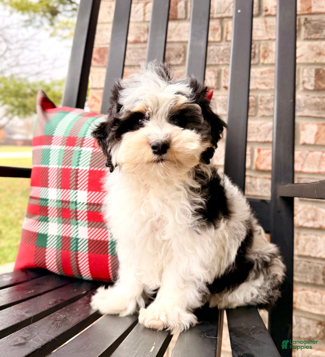 Bernedoodle dogs for sale: Bennett - Ad 3