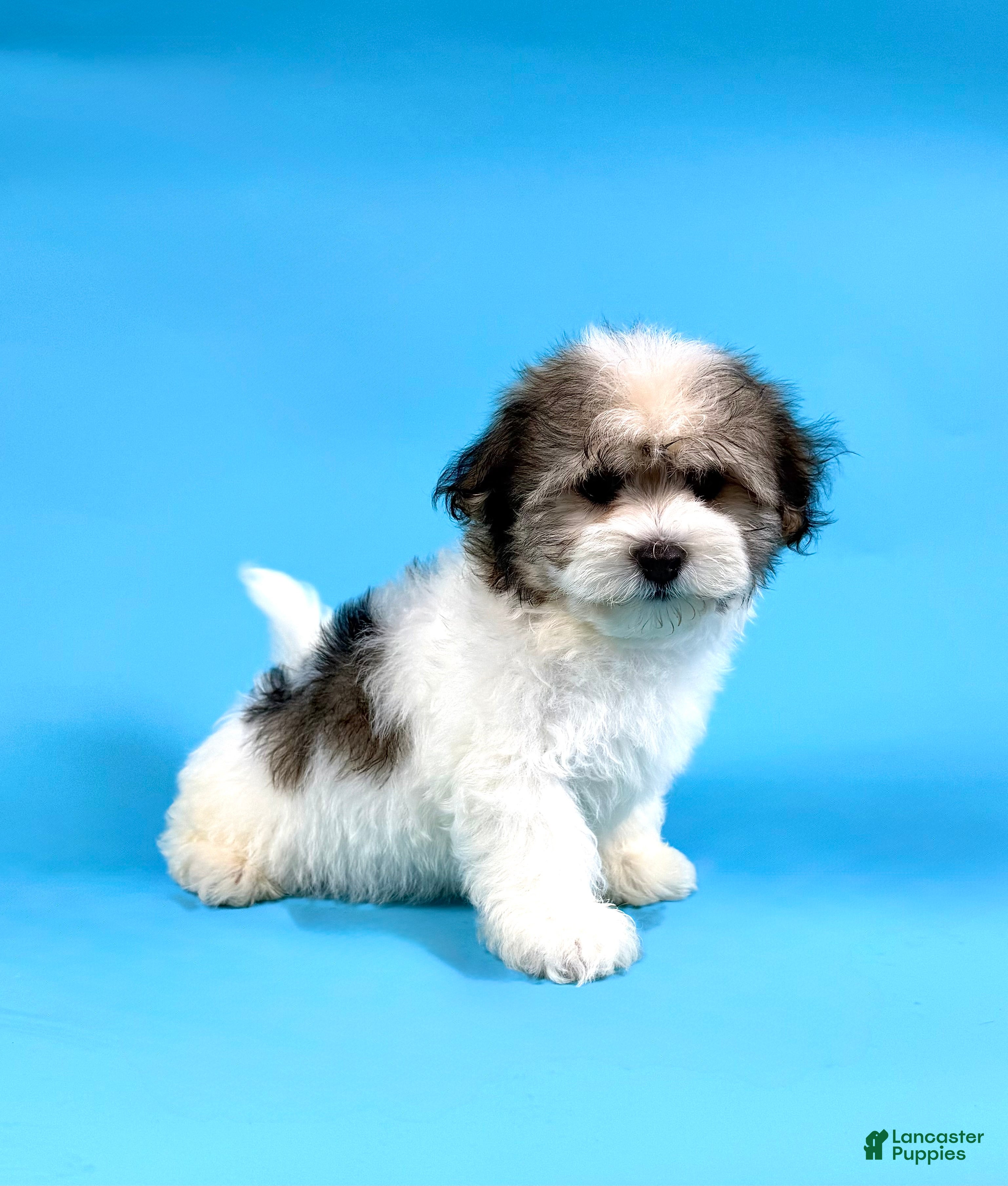 Havanese dogs ECHO - Ad 2