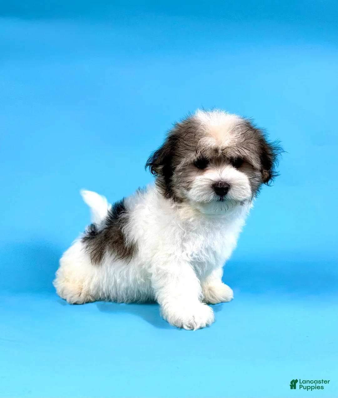 Havanese dogs for sale: ECHO - Ad 2