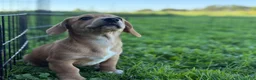 Mixed Breed dogs for sale: Classic Dorgi Female - Corgi & Dachshund Mix - Ad 9