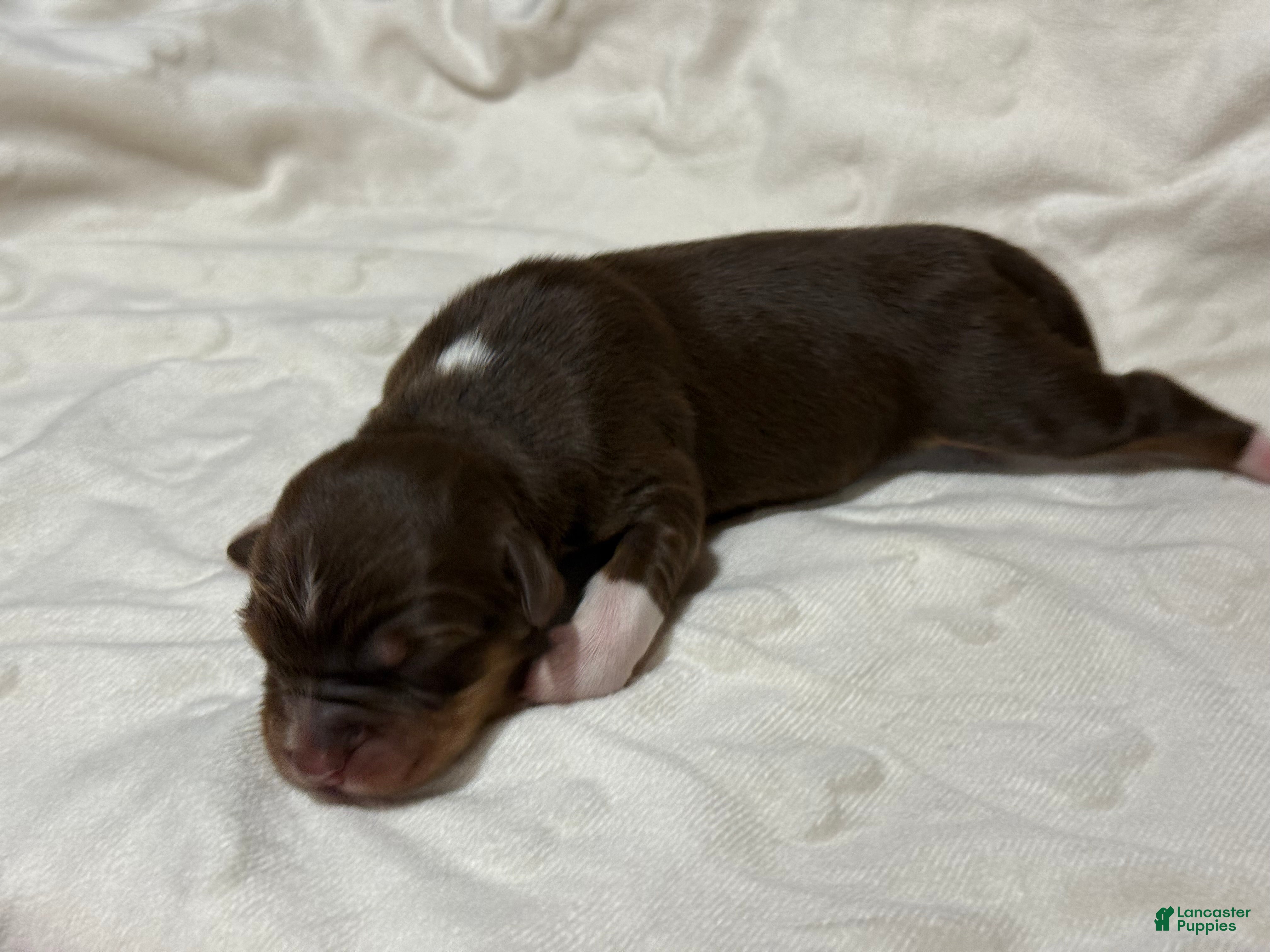 Australian Shepherd dogs Magnolia  - Ad 28