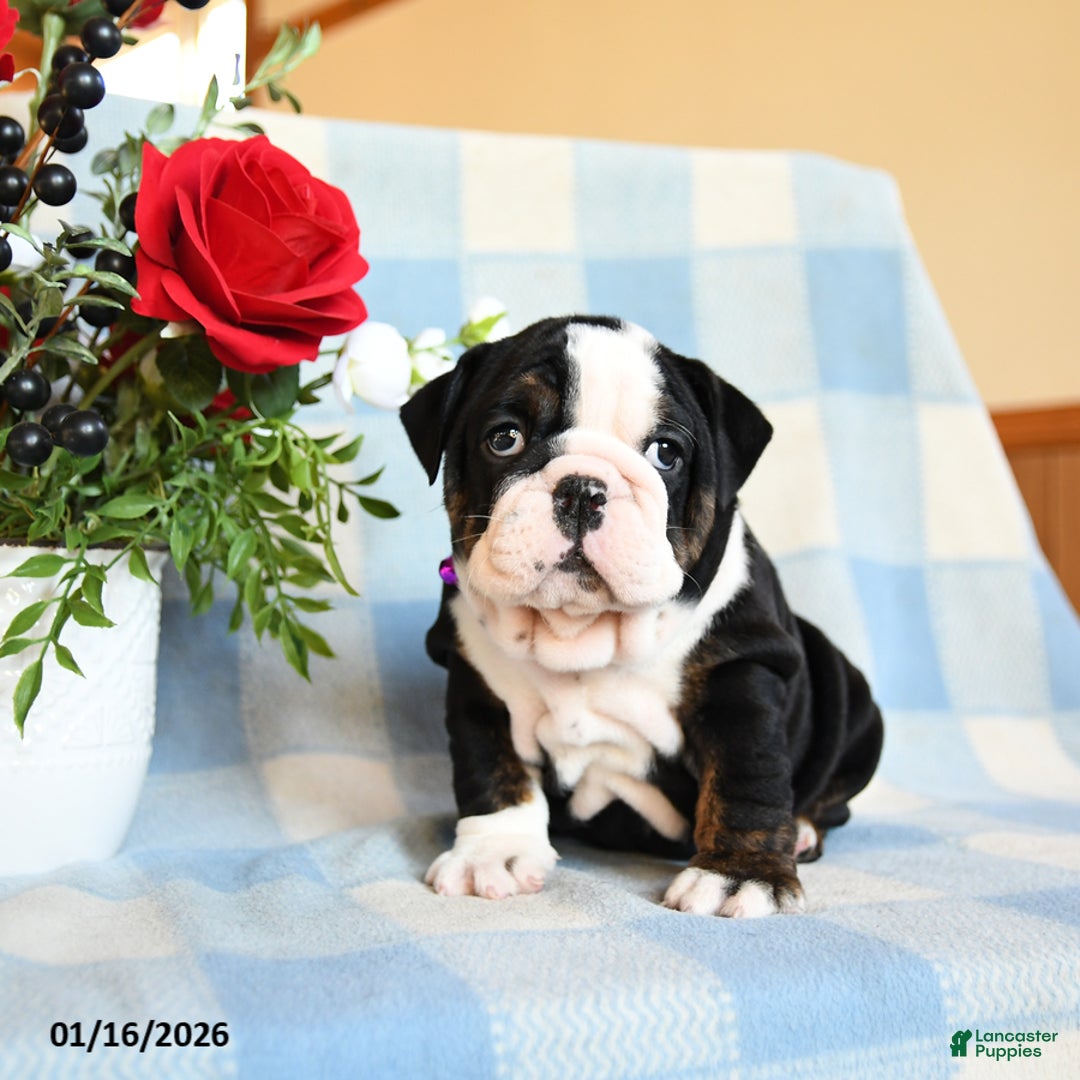English Bulldog dogs for sale: Sunshine - Ad 1