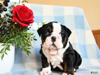 English Bulldog dogs Sunshine - Ad 27