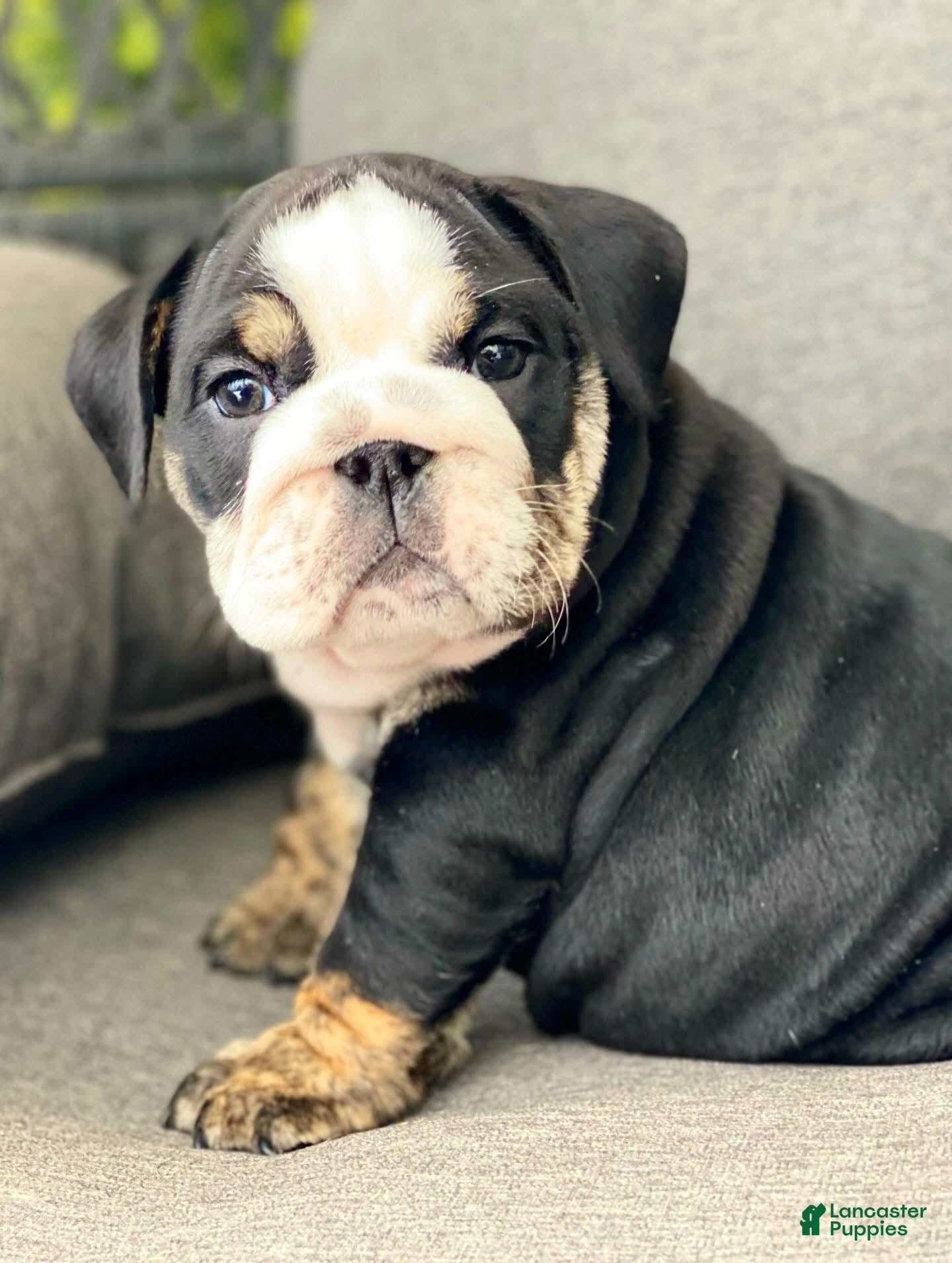 English Bulldog dogs Mad Mia - Ad 18