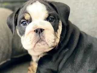 English Bulldog dogs Mad Mia - Ad 18