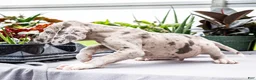 Great Dane dogs for sale: Mozark - Ad 5