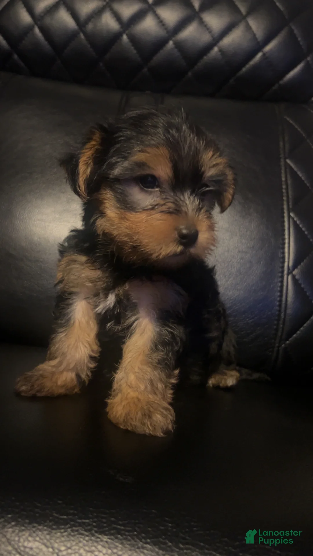 Yorkshire Terrier dogs for sale: Yorkshire Terrier Puppy 1 - Ad 3