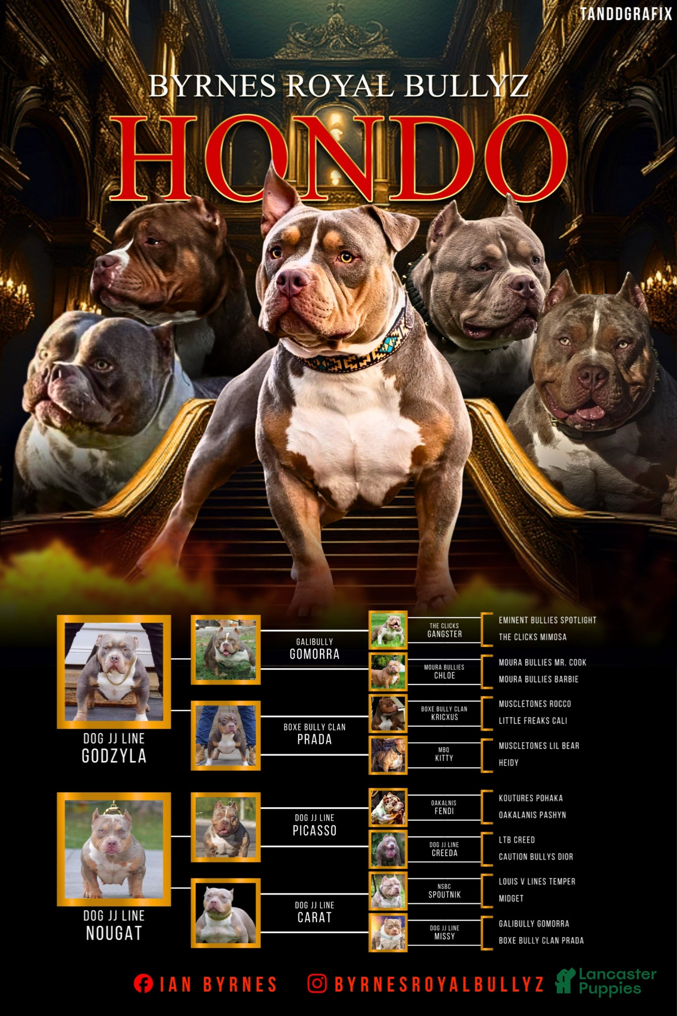 American Bully dogs Stud only - Ad 2