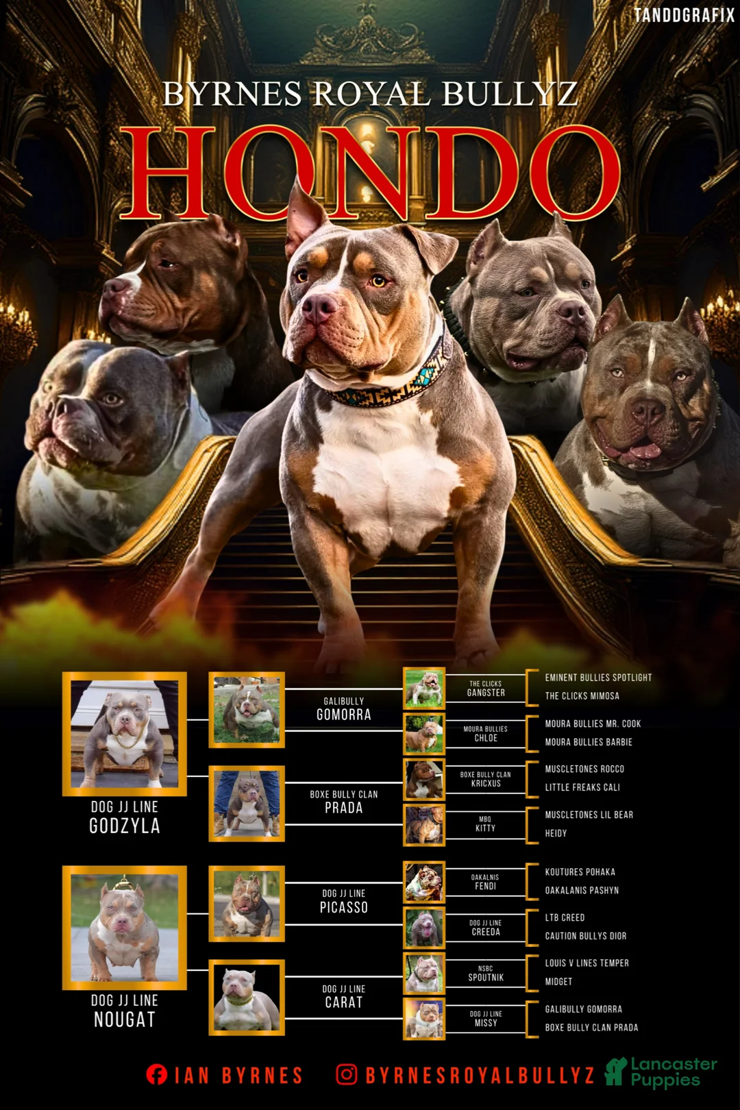 American Bully dogs for stud: Stud only - Ad 2