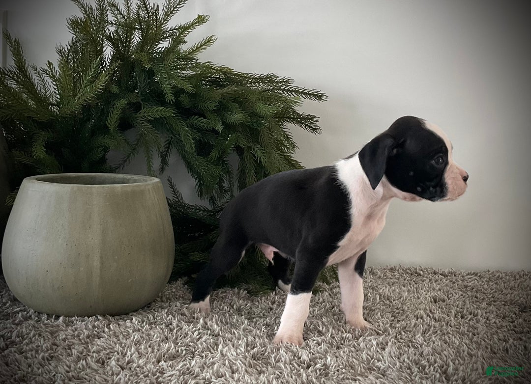 Boxer dogs for sale: Benji  - Ad 4