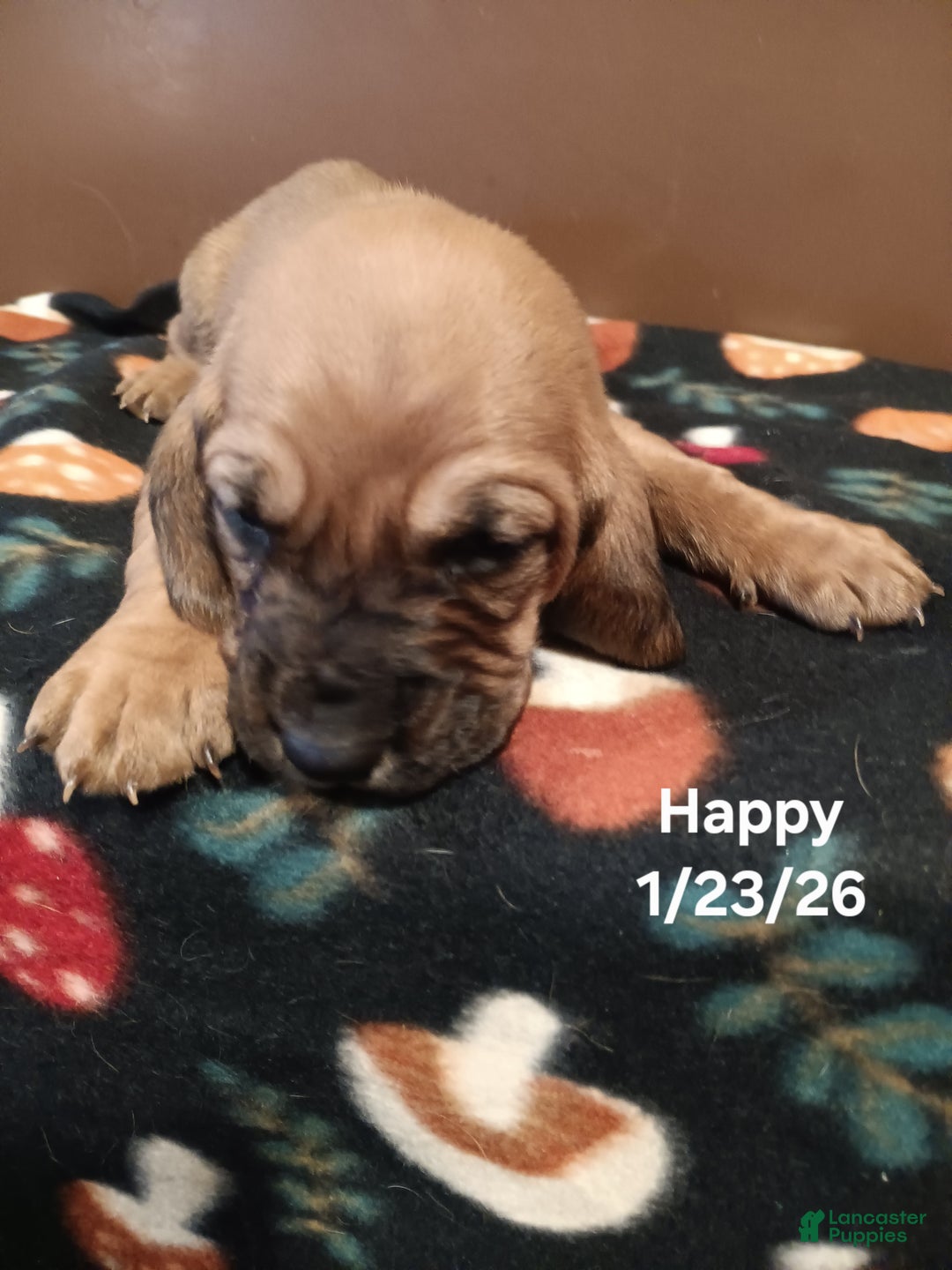 Basset Hound dogs for sale: Happy - Ad 1