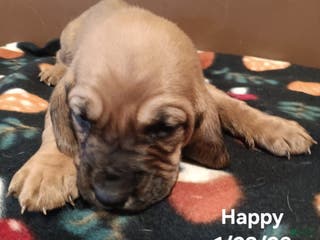 Basset Hound dogs Happy - Ad 41