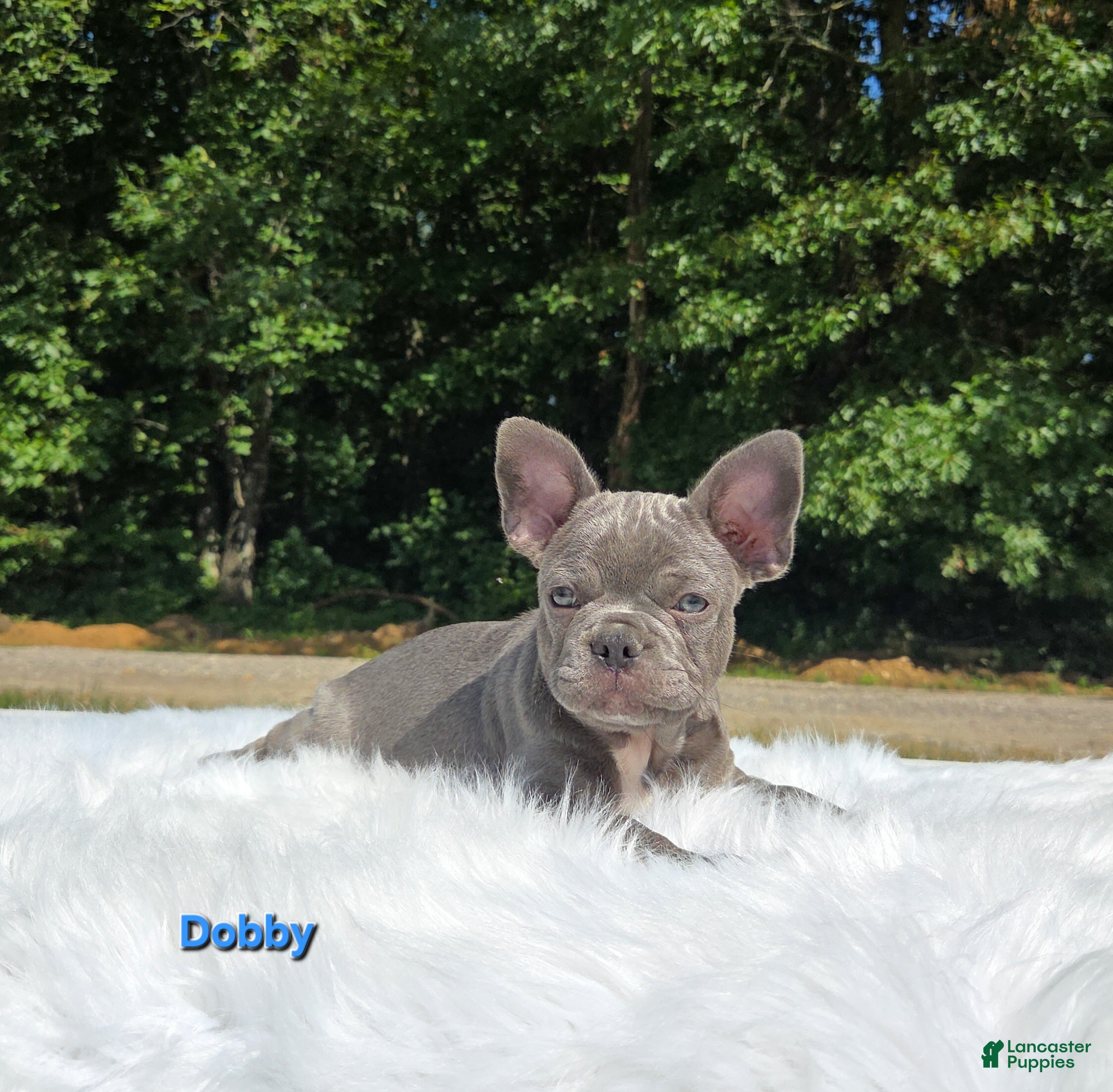 Frenchton dogs Dobby - Ad 2