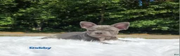 Frenchton dogs for sale: Dobby - Ad 2
