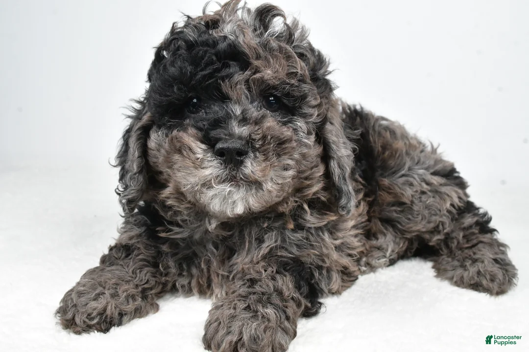 Cockapoo dogs for sale: Amber - Ad 5