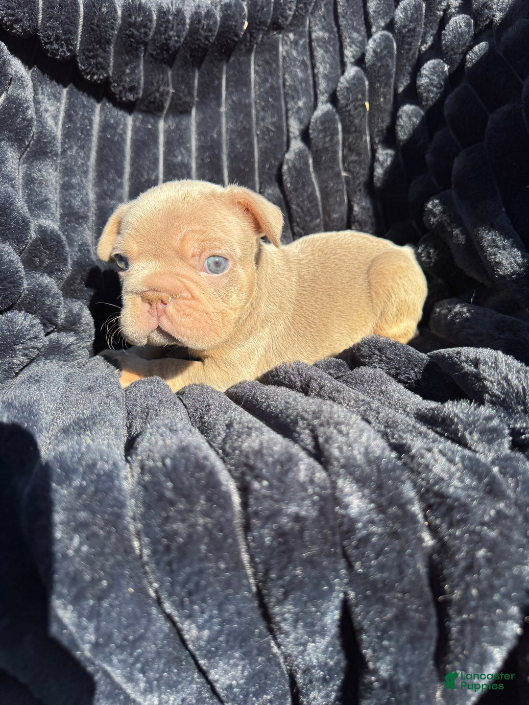 French Bulldog dogs for sale: French Bulldog Puppy 2 - Ad 5