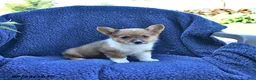 Welsh Corgi Pembroke dogs for sale: Tilly - Ad 3