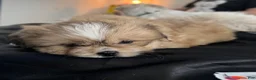 Mixed Breed dogs for sale: Peke-Tzu Pup 2 - Ad 4