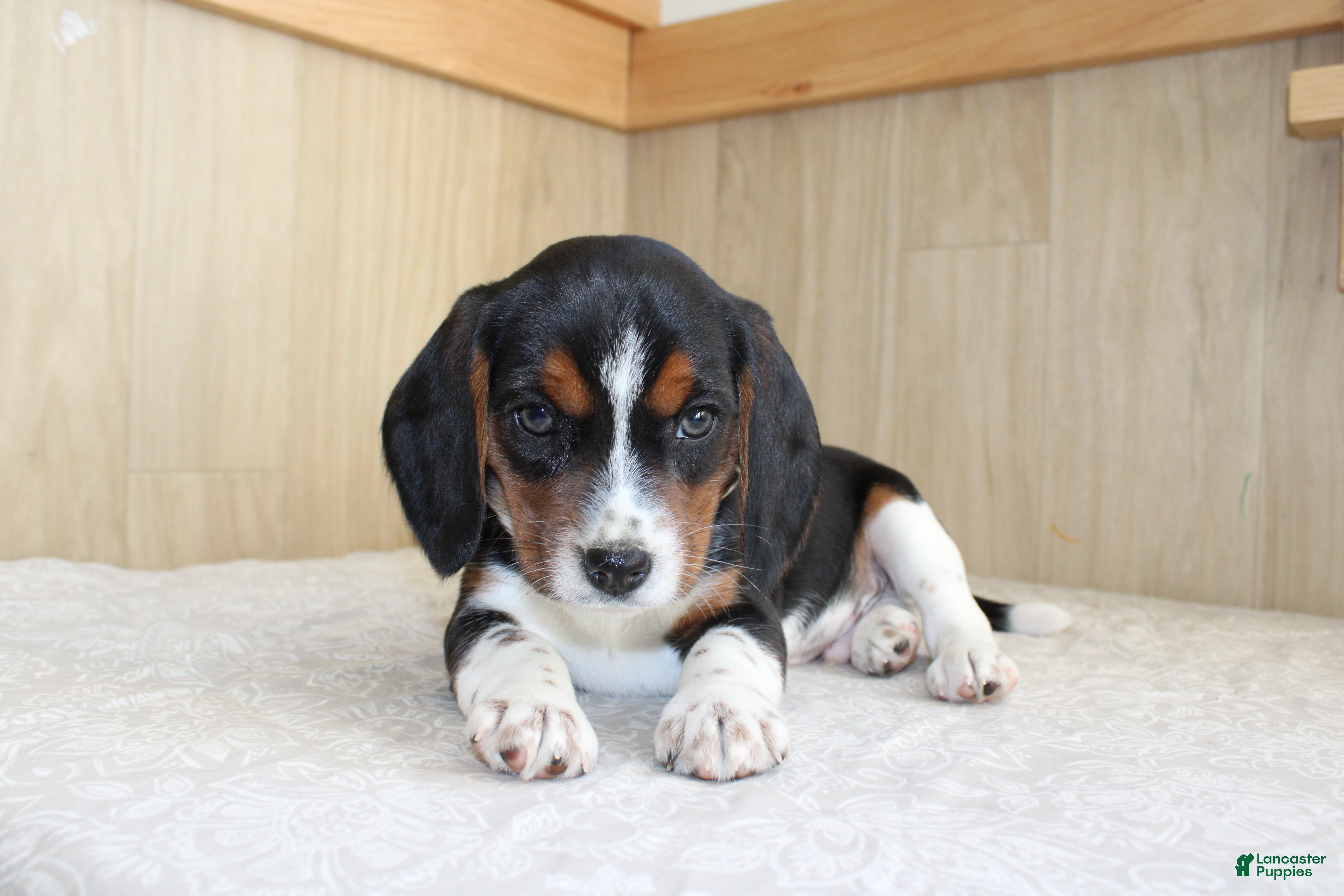 Beagle dogs Vinson - Ad 1