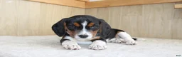 Beagle dogs for sale: Vinson - Ad 1