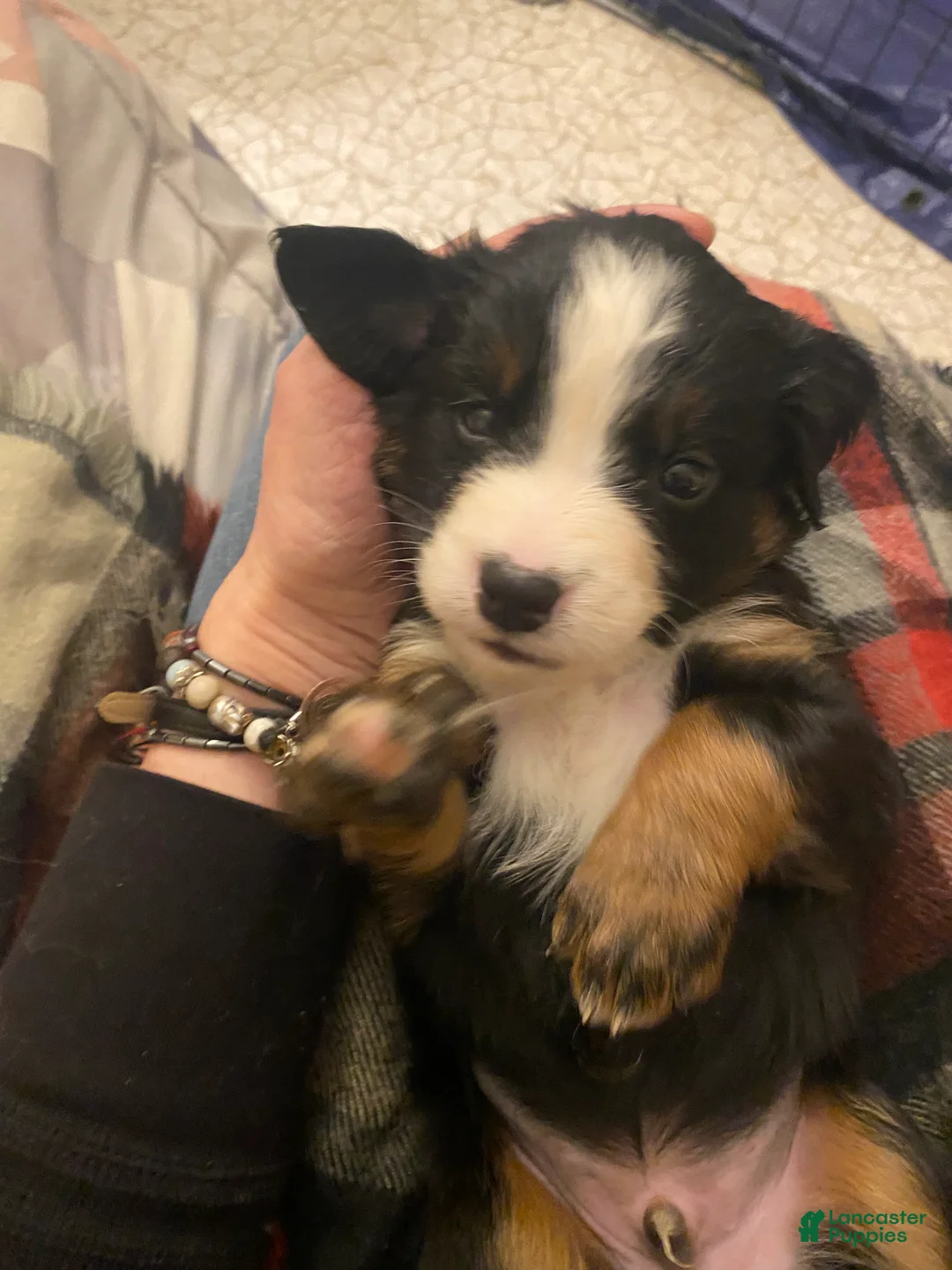 Bernedoodle dogs for sale: Bernedoodle Puppy 11 - Ad 14