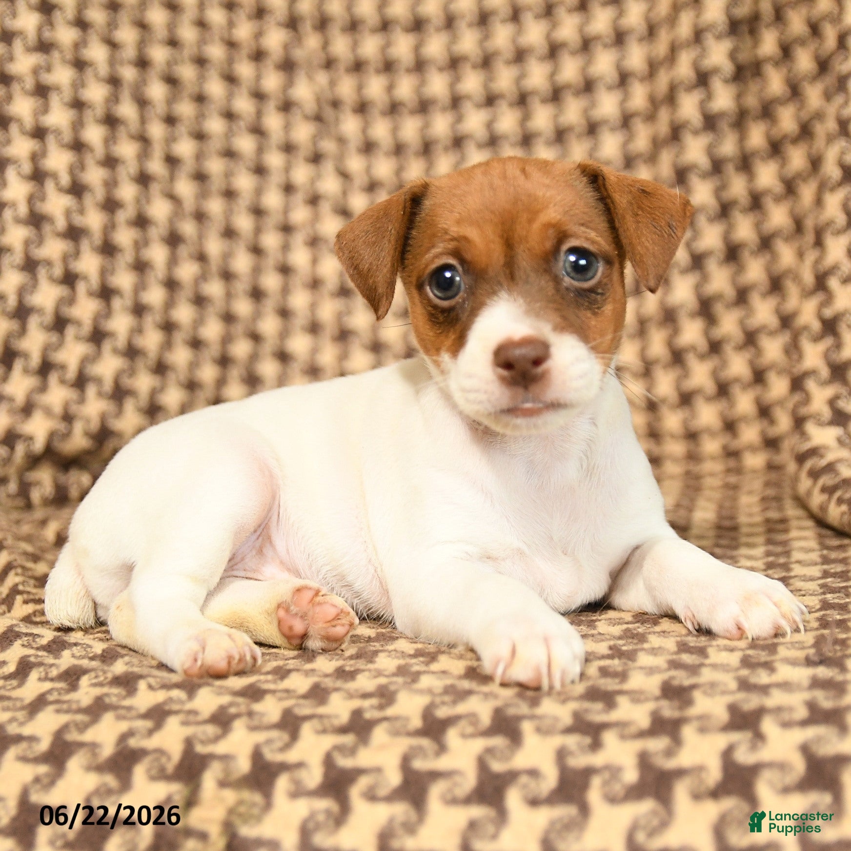 Jack Russell Terrier dogs Bubble  - Ad 2
