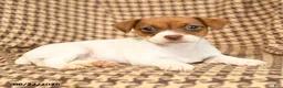 Jack Russell Terrier dogs for sale: Bubble  - Ad 2