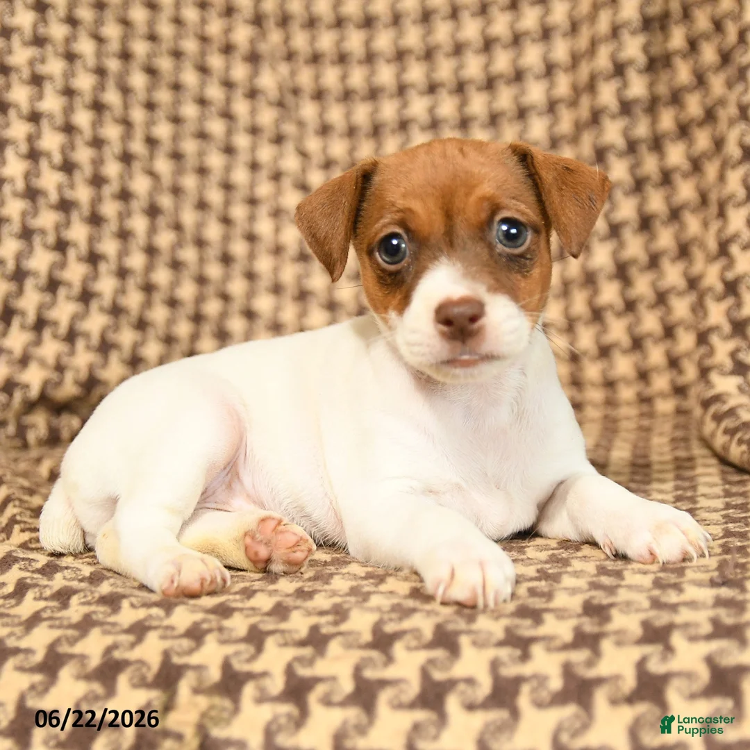 Jack Russell Terrier dogs for sale: Bubble  - Ad 2