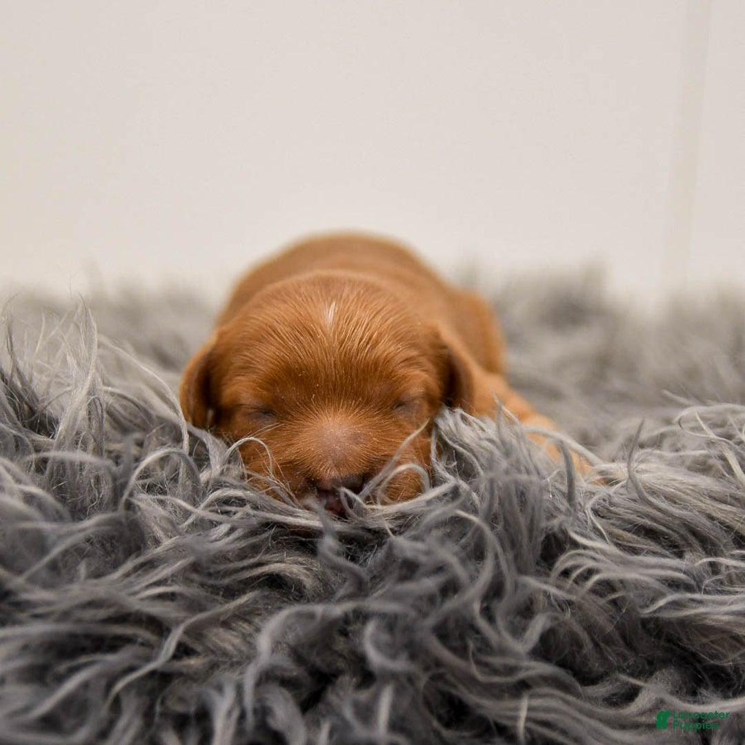 Cavapoo dogs for sale: Mighty - Ad 2