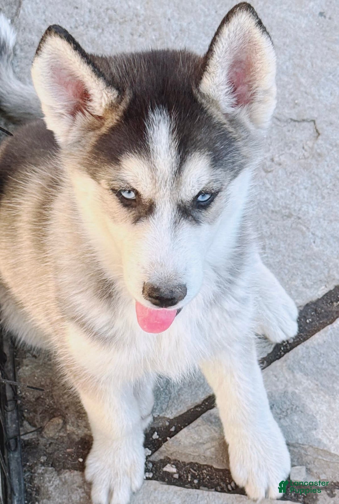 Gallery Image {{count}}