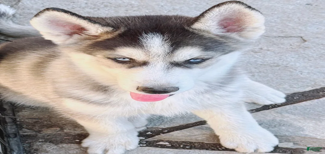 Gallery Image {{count}}