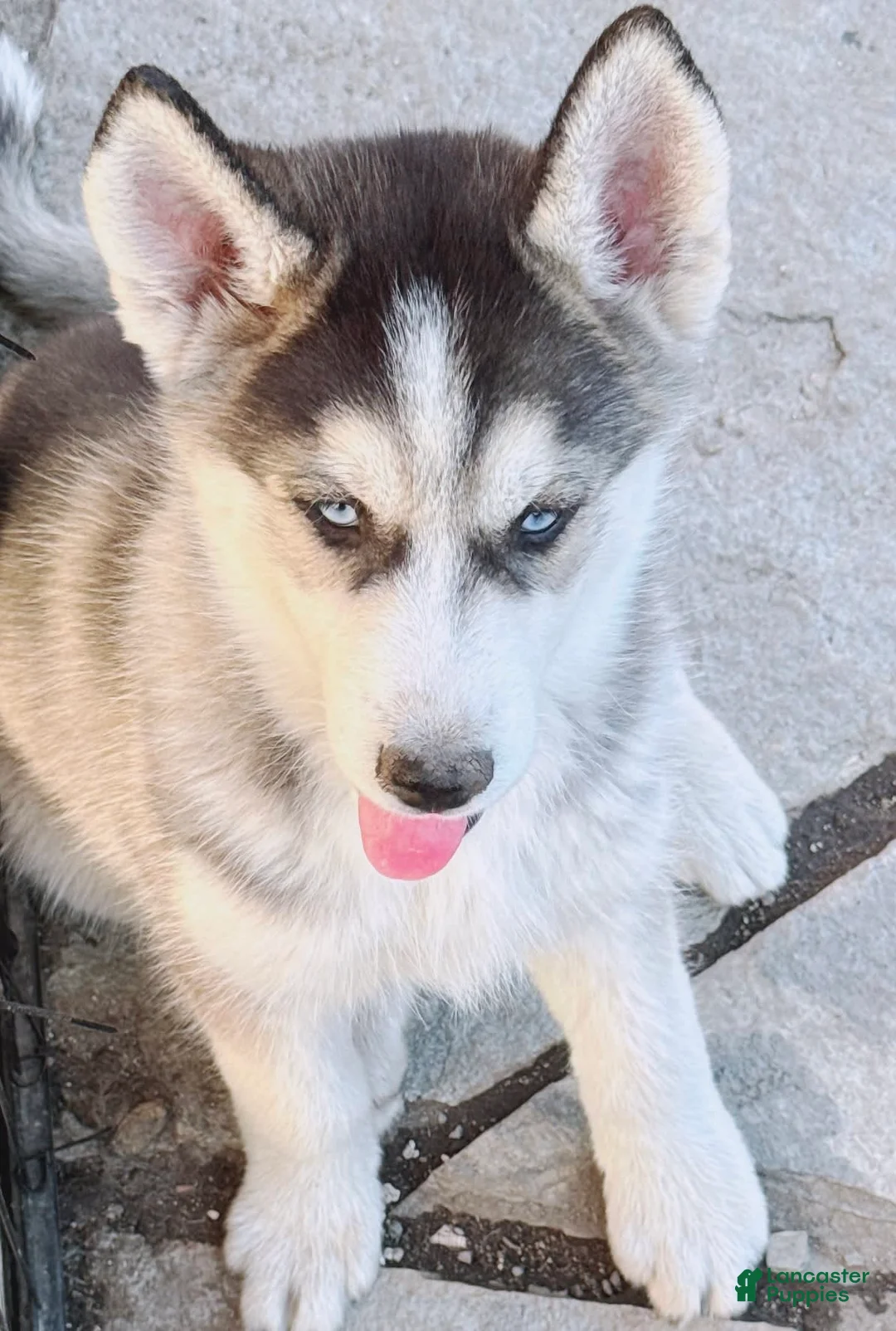 Gallery Image {{count}}