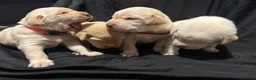 Labrador Retriever dogs for sale: Simon (blue)  - Ad 10