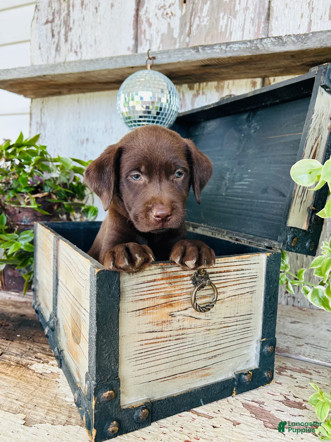 Labrador Retriever dogs for sale: Teddy  - Ad 2