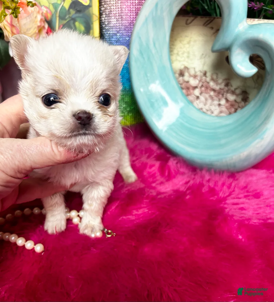 Chihuahua dogs for sale: Debs California Chis COTTON - Ad 4