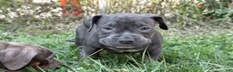 American Bully dogs for sale: Buttercup - Ad 2