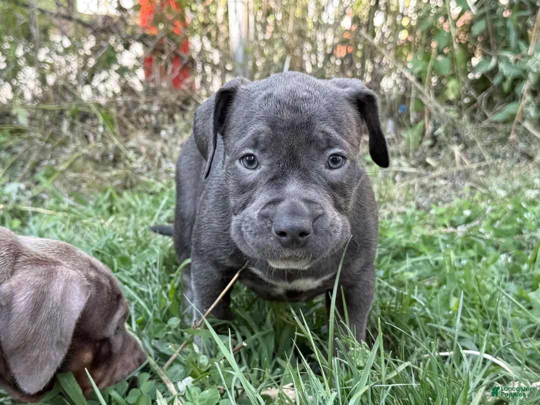 American Bully dogs for sale: Buttercup - Ad 2