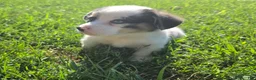Mixed Breed dogs for sale: Teddy - Ad 6