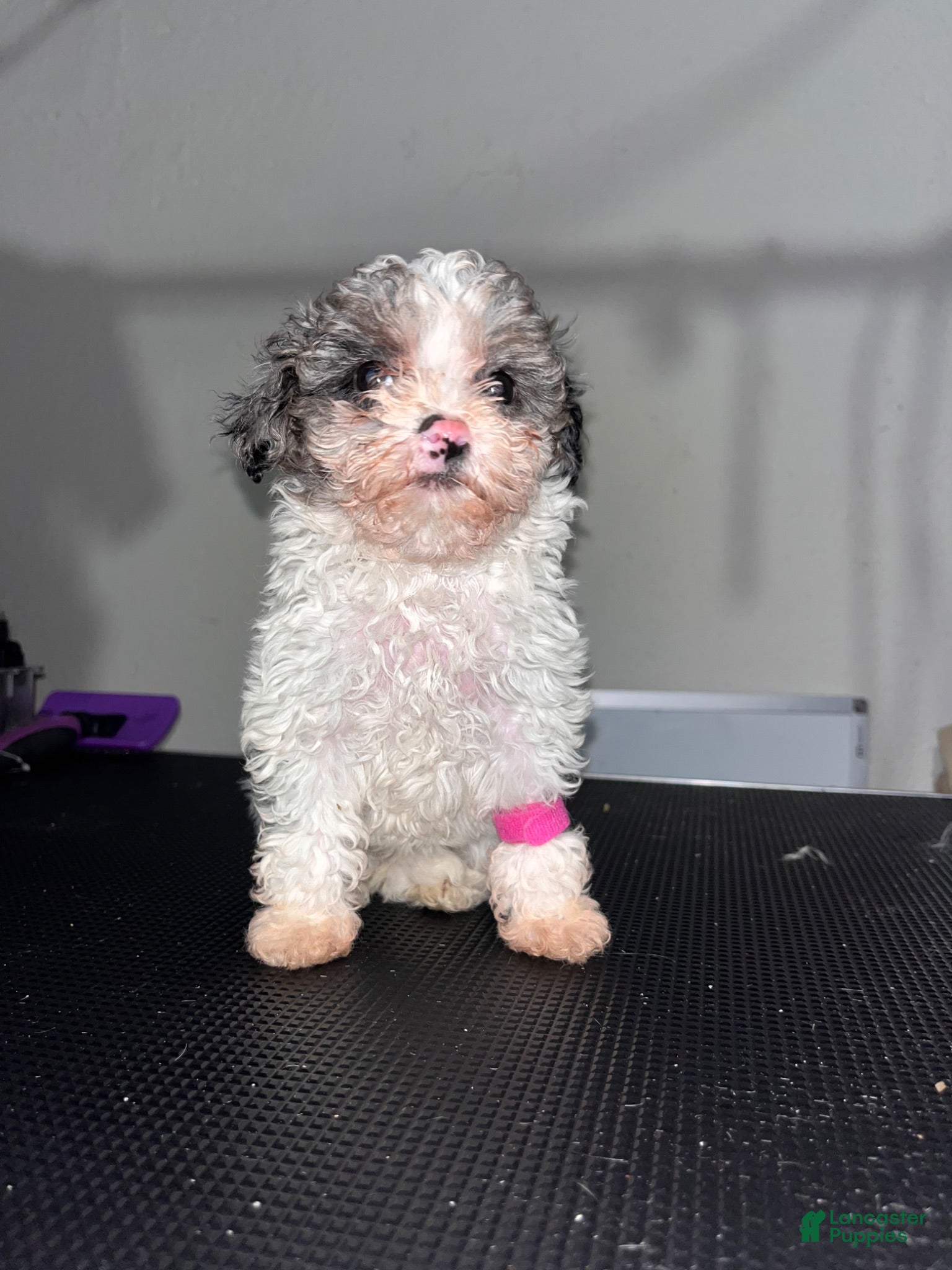 Miniature Poodle dogs Lula - Ad 1