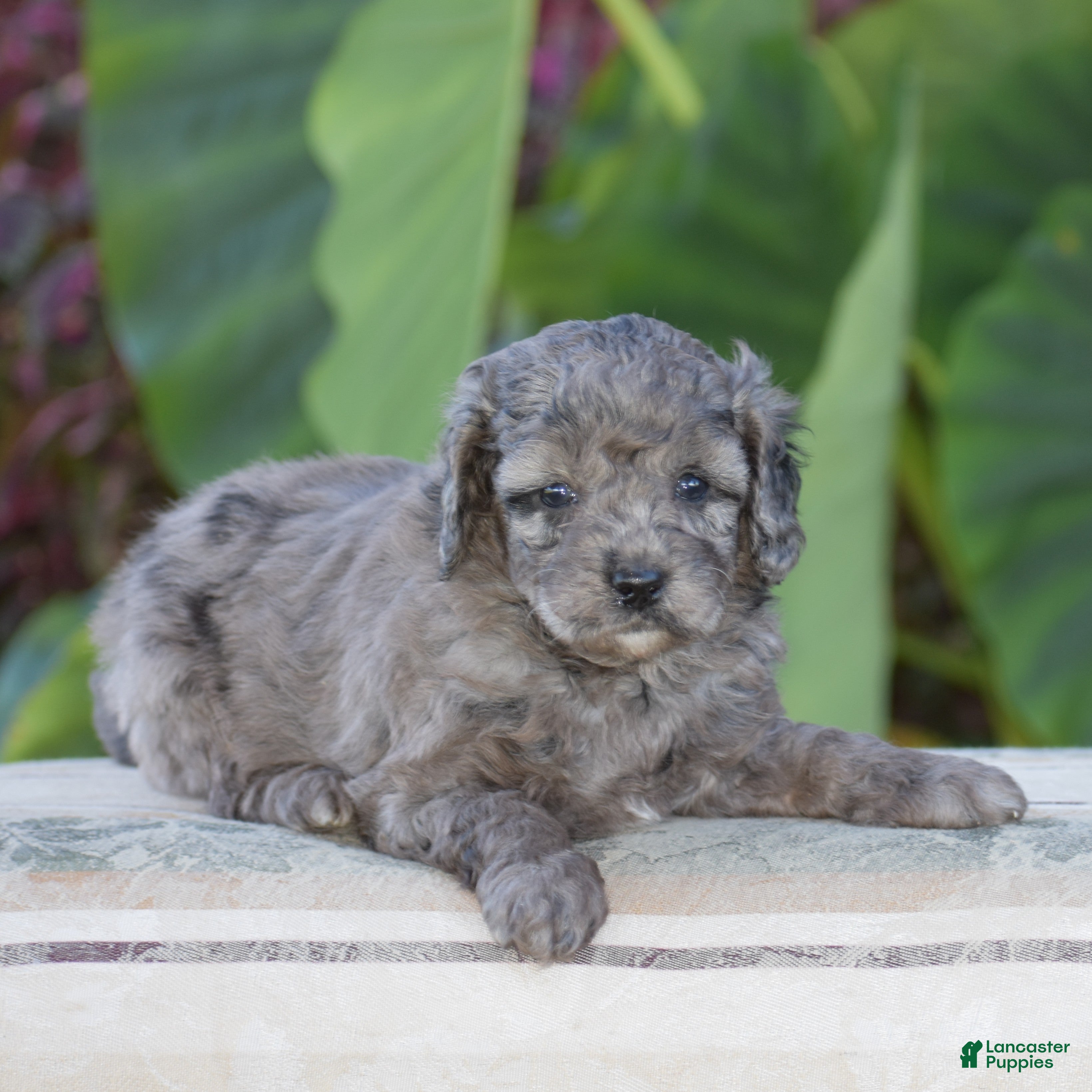 Mini Goldendoodle dogs Honey - Ad 1