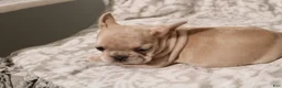 French Bulldog dogs for sale: Lacey - Ad 15