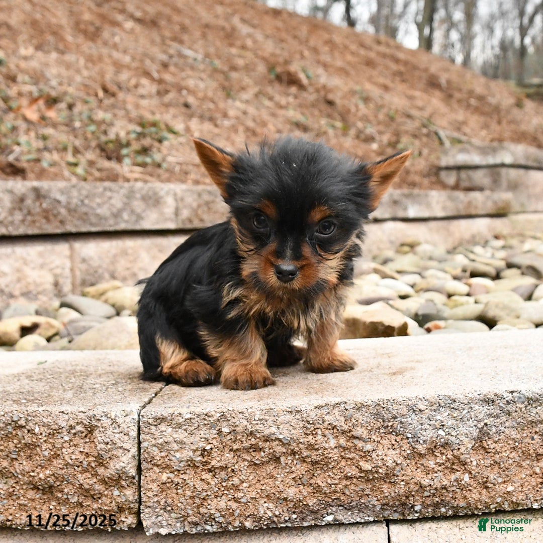 Yorkshire Terrier dogs for sale: Kirby - Ad 2