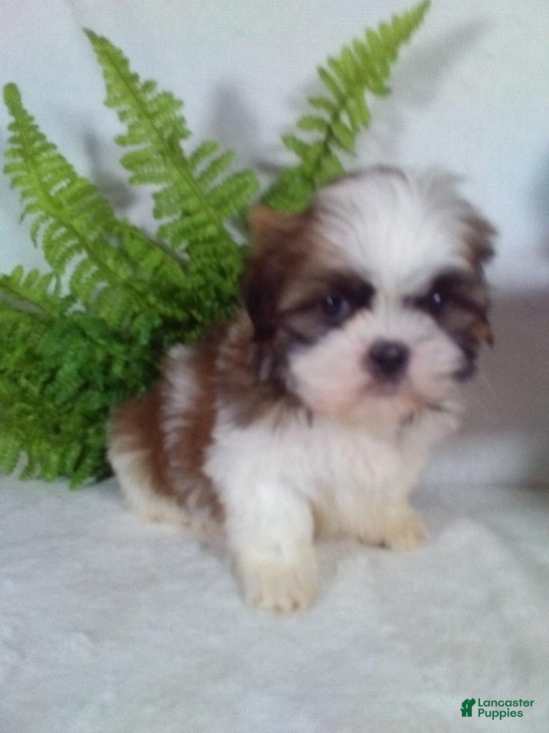 Shih Tzu dogs for sale: Chewy - Ad 5