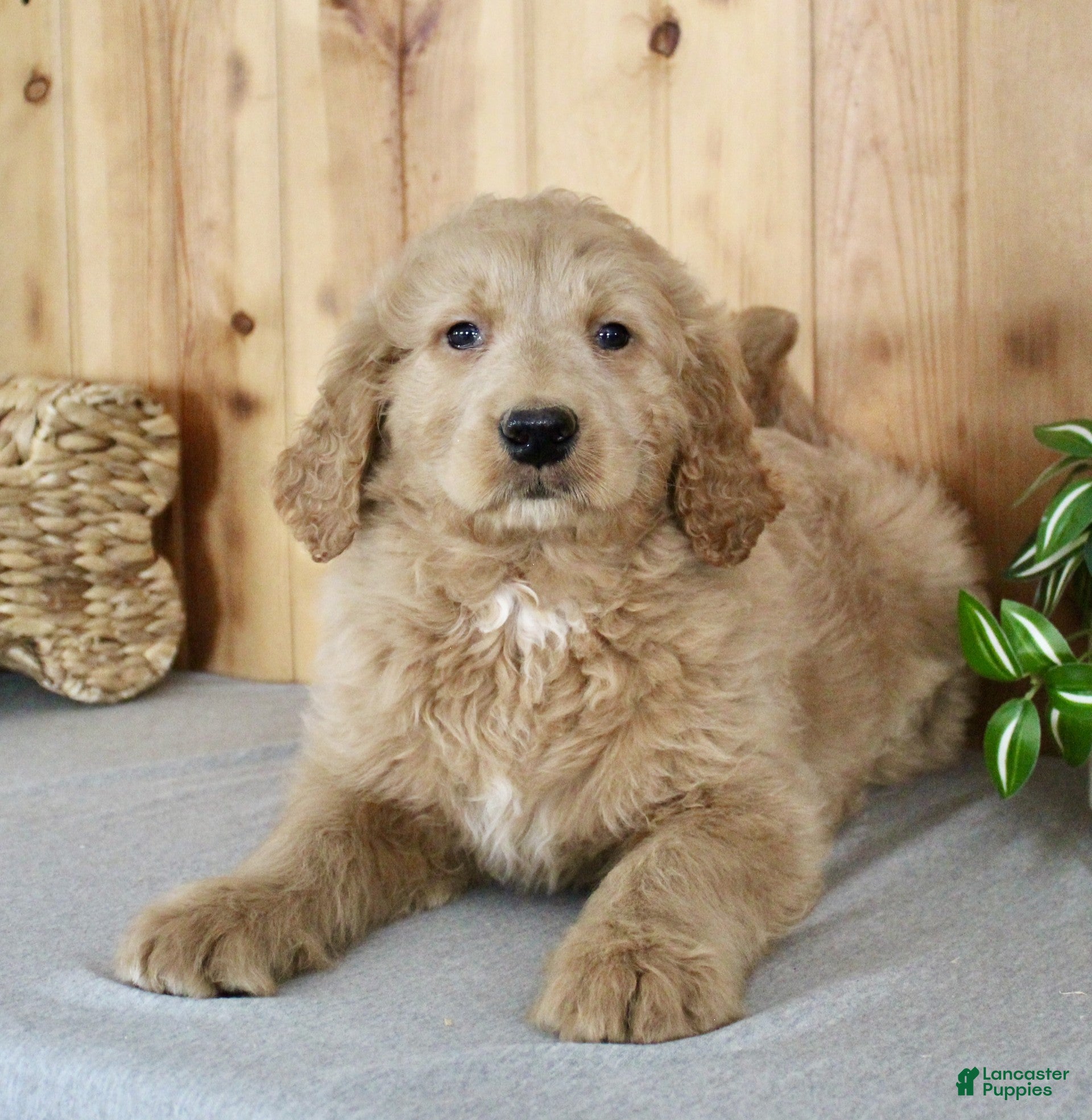 Goldendoodle dogs Marley - Ad 2