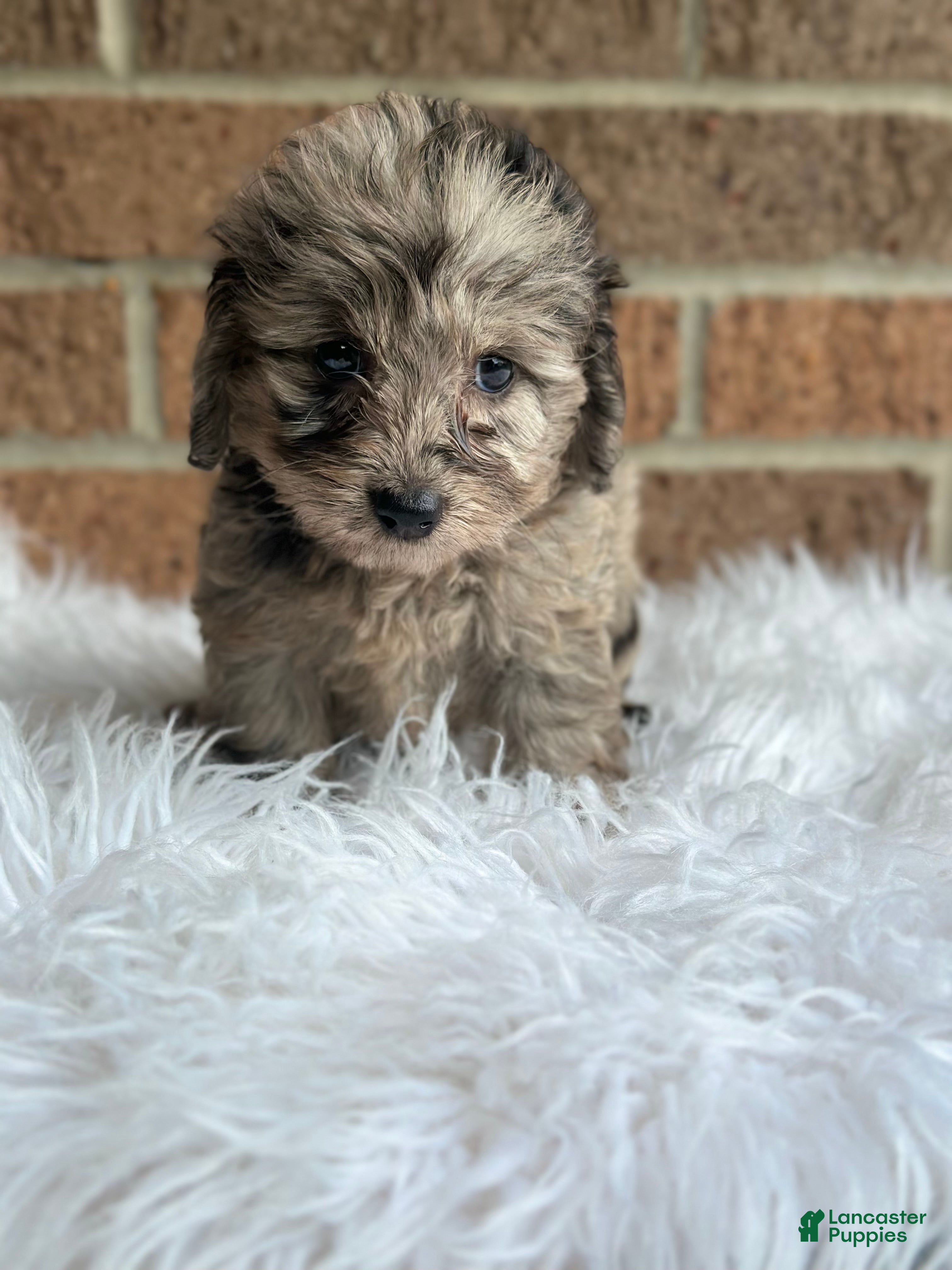 Doxiepoo dogs Bella - Ad 2