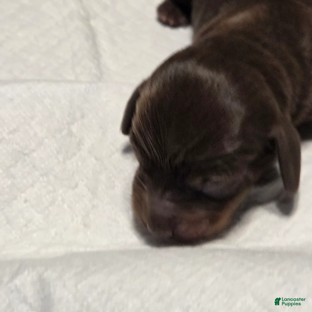 Miniature Dachshund dogs for sale: Miniature Dachshund Solid Puppy 4 - Ad 8