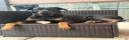 Rottweiler dogs for sale: Ky - Ad 4